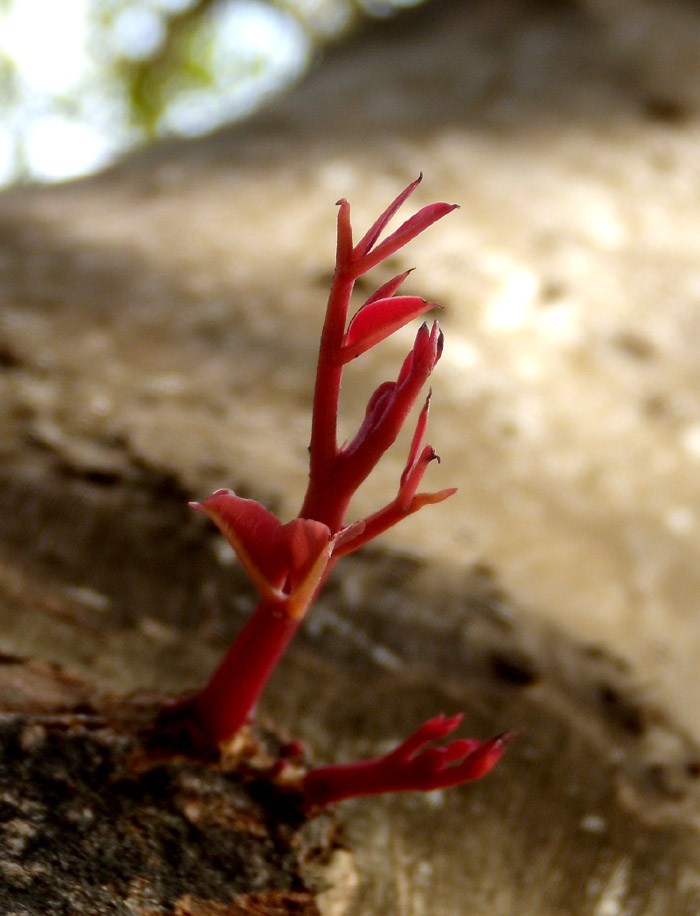 Ceratonia siliqua